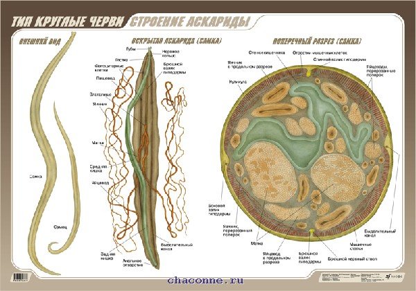 Внутреннее строение аскариды человеческой