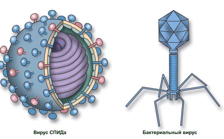 Строение клетки вируса рисунок