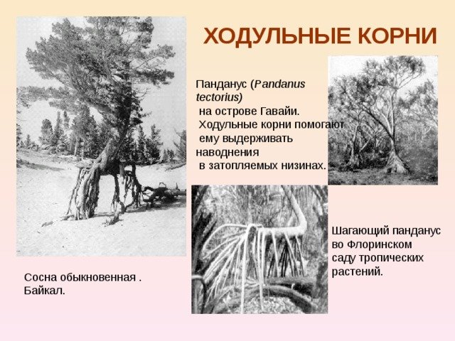 Ходульные корни