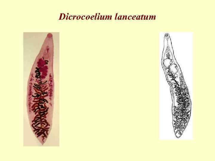 Ланцетовидный сосальщик (Dicrocoelium lanceatum)
