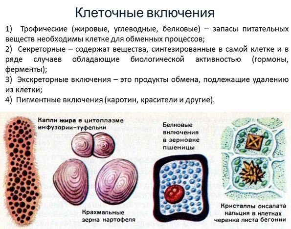 Строение включений клетки