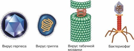 Вирус герпеса вирус табачной мозаики бактериофаг