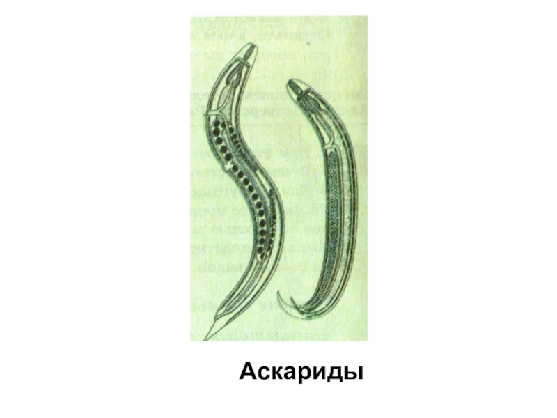 Строение самца аскариды