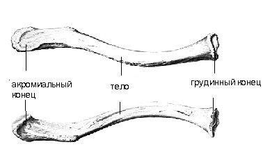 Кости ключицы анатомия