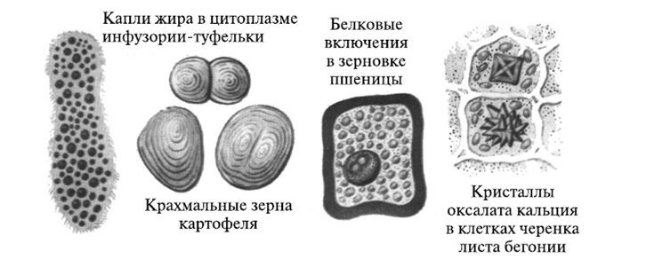 Строение клетки клеточные включения