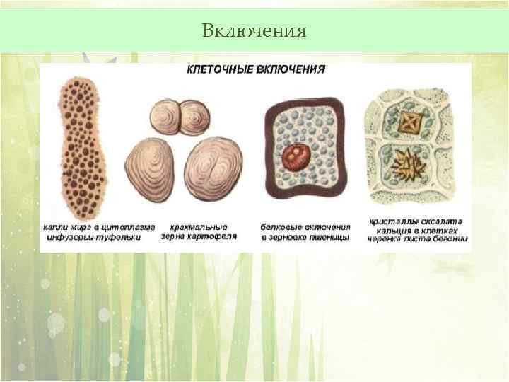 Функции клеточных включений в клетке