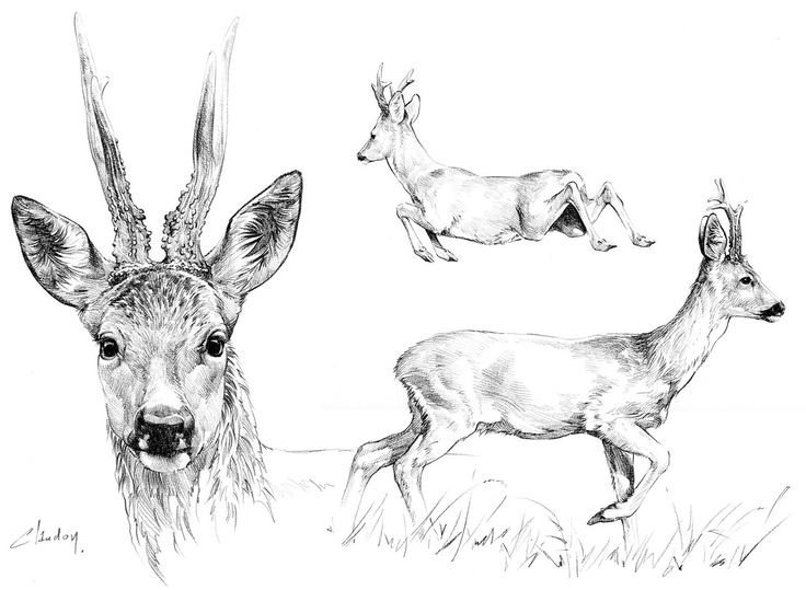 Косуля раскраска