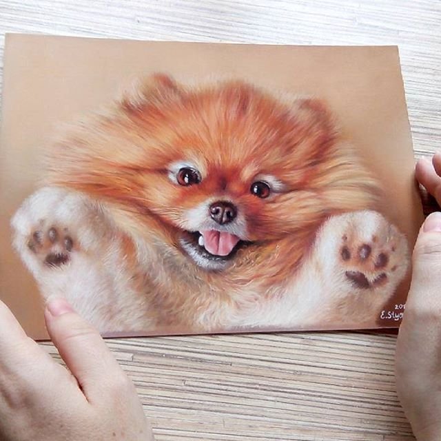 Маленький шпиц