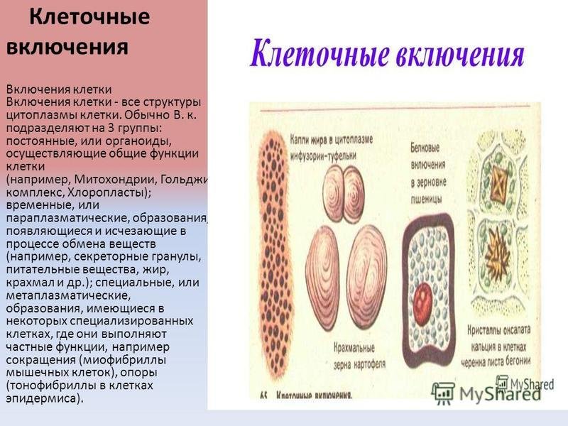 Клеточные включения