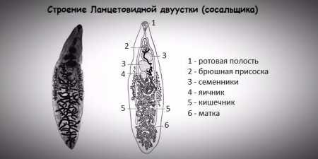 Кошачья двуустка строение