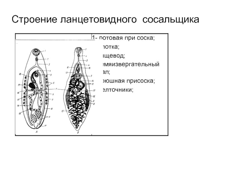 Яйца ланцетовидного сосальщика