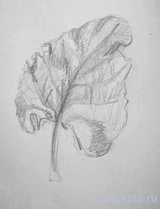 Лопух карандашом