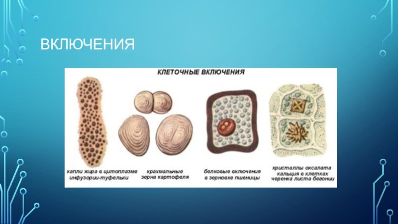 Клеточные включения это в биологии