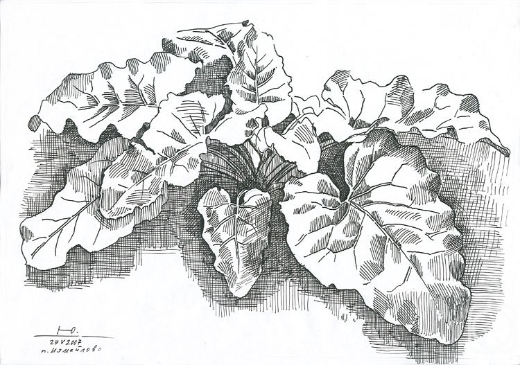 Лопух в графике