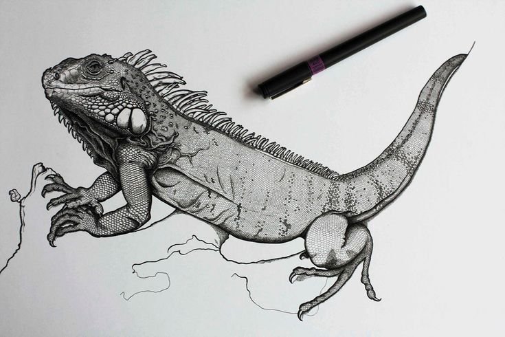Игуана рисунок эскиз