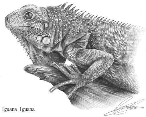 Ящерица рисунок