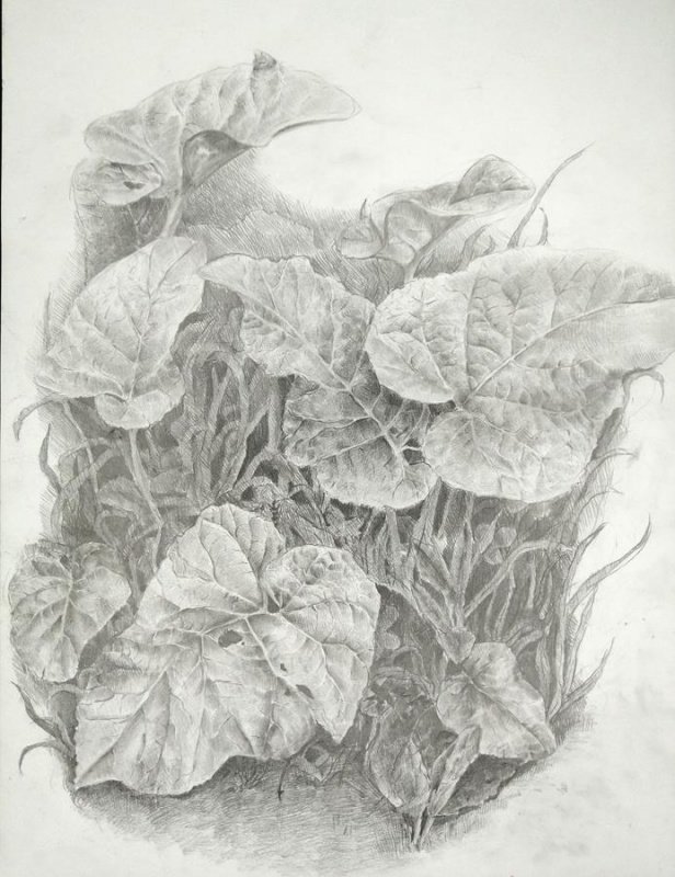Лопух в графике
