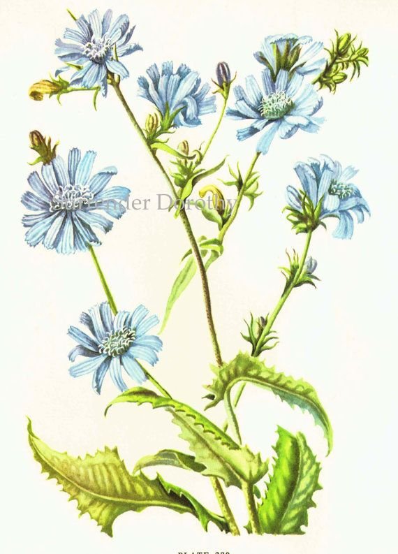 Cichorium intybus Ботаническая иллюстрация