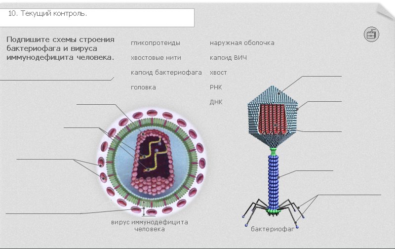 Строение вируса ЕГЭ биология