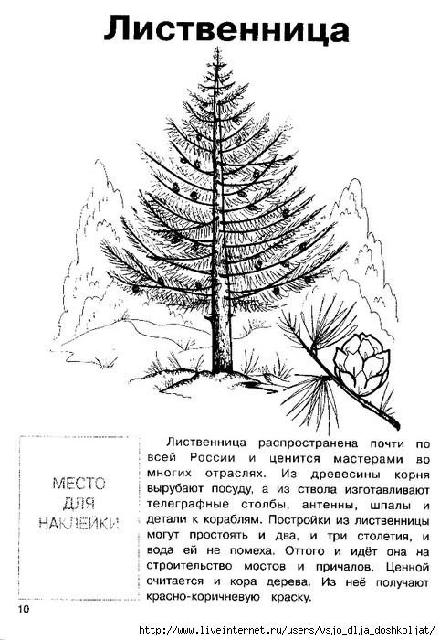 Хвойные деревья раскраска для детей