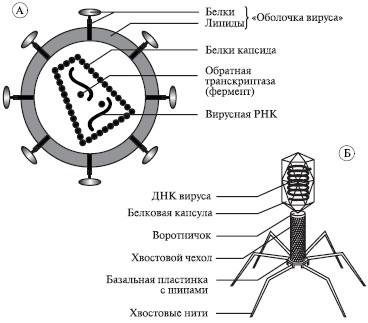 Строение вируса бактериофага рисунок