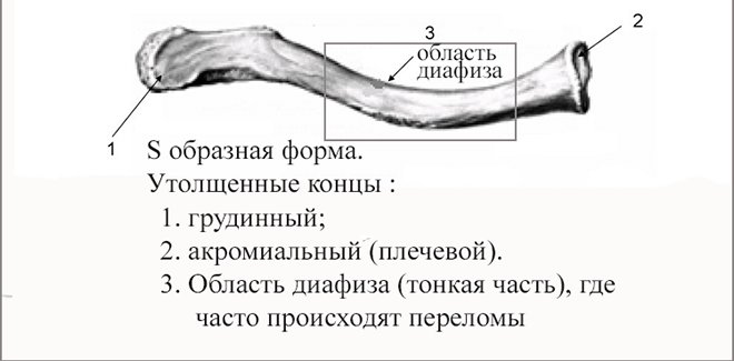 Строение ключицы анатомия рисунок