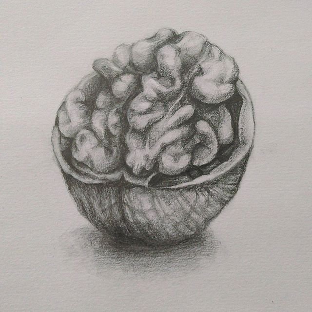 Грецкий орех рисунок