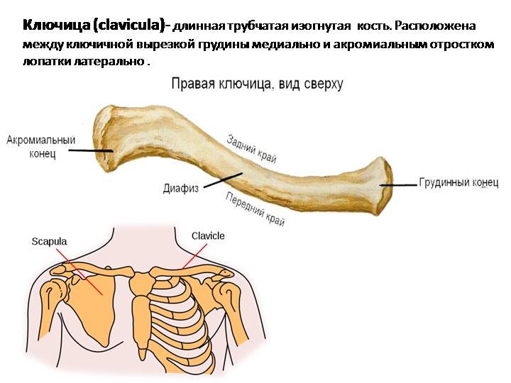 Кости ключицы анатомия человека