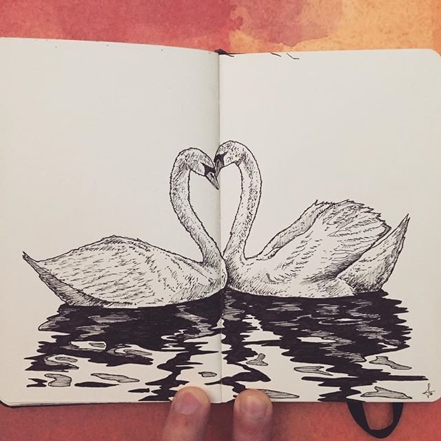 Два лебедя рисунок карандашом