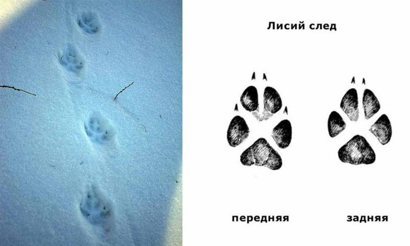 Как отличить Волчий след от собачьего