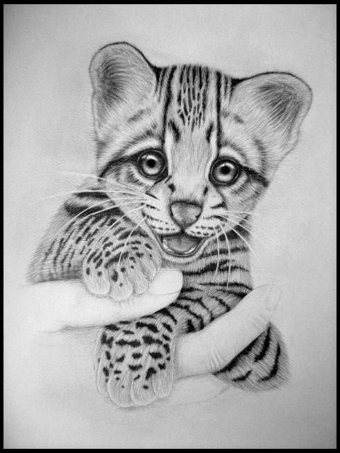 Оцелот карандашом
