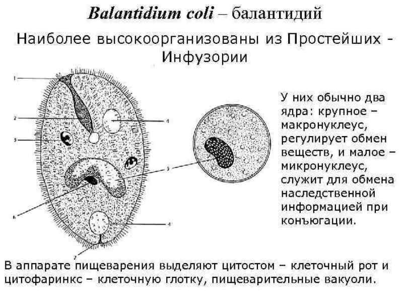 Балантидиаз вегетативная форма