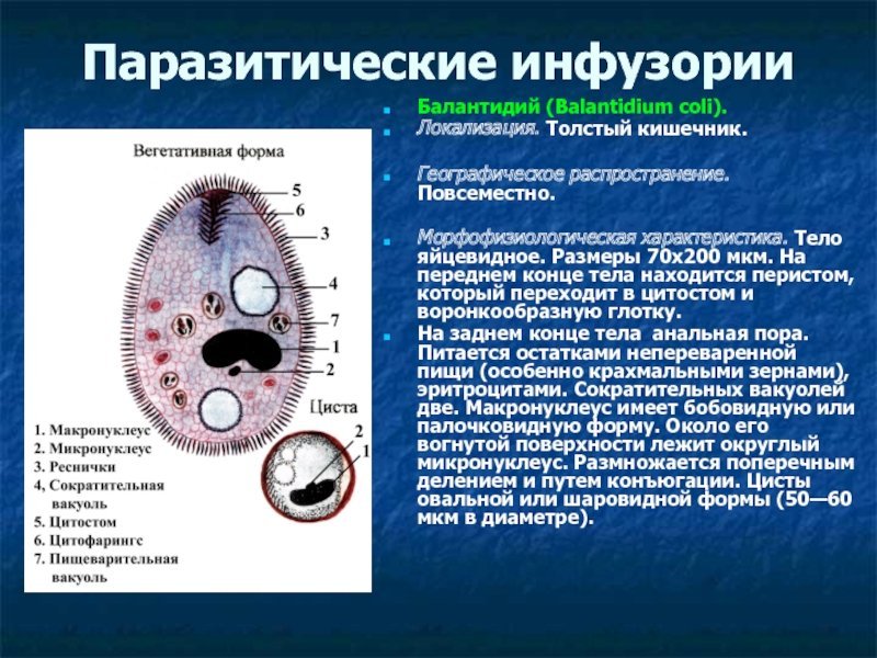 Балантидий
