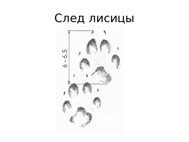 Следы лисы на снегу