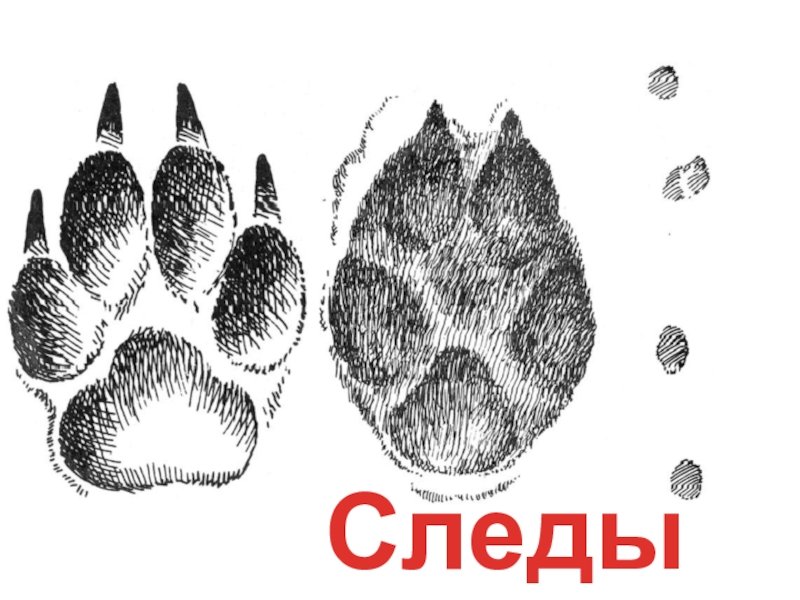 След волка