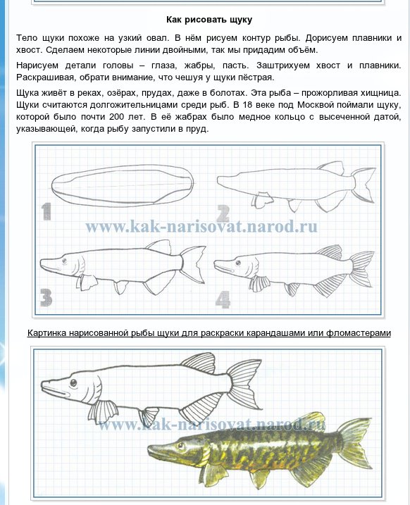 Схема для рисования щука