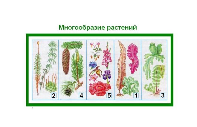 Мир растений разнообразие растений