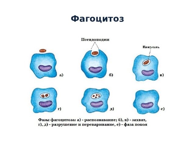 Этапы фагоцитоза схема