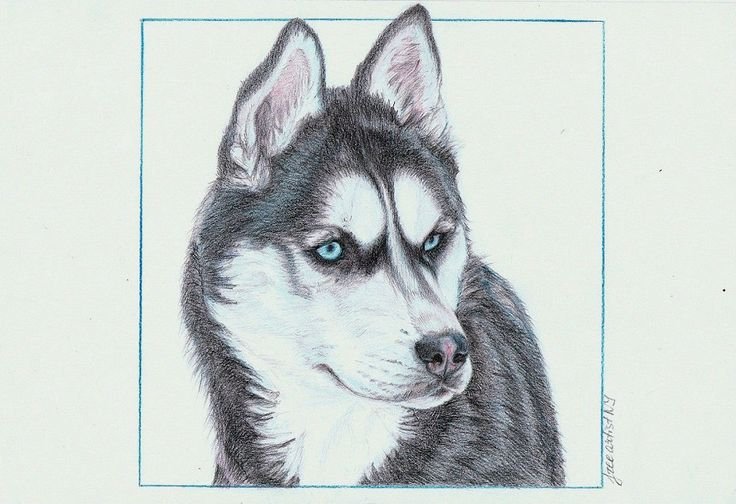 Хаски рисунок
