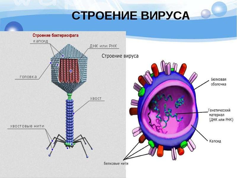 Строение вируса рисунок с подписями