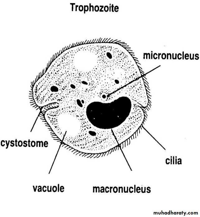 Balantidium coli рисунок