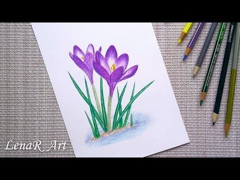 Весенние цветы карандашом