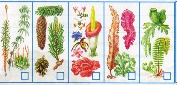 Многообразие растений рисунок