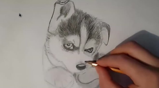 Хаски карандашом