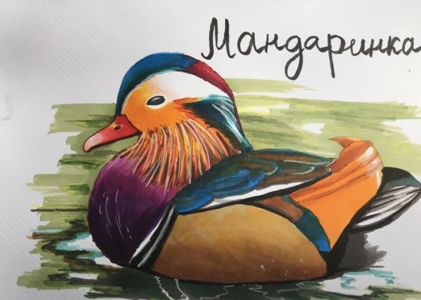 Утка Мандаринка нарисовать