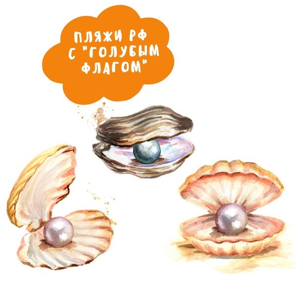 Ракушка вектор