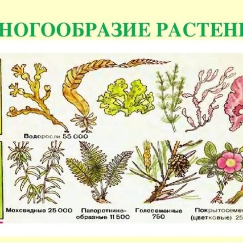 Разнообразие отделов растений