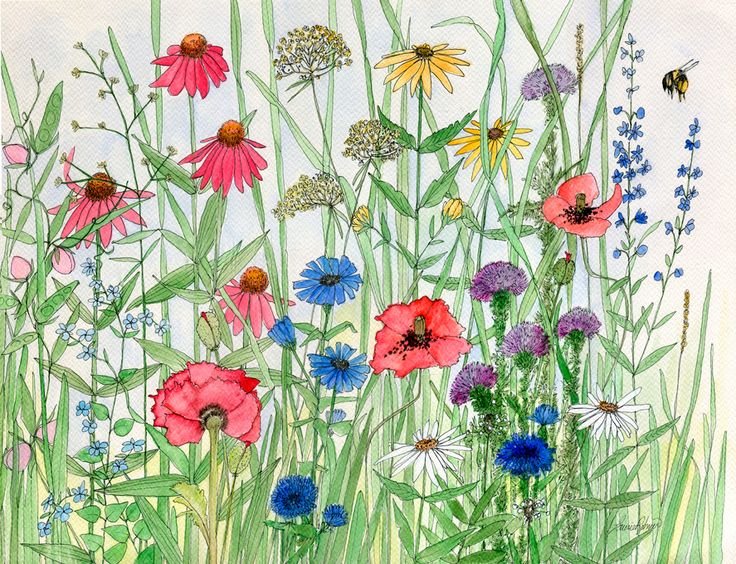 Ботанические цветочные иллюстрации Wildflowers