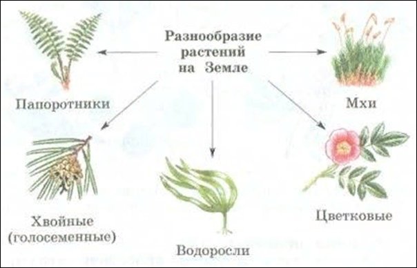Разнообразие растений 3 класс окружающий мир