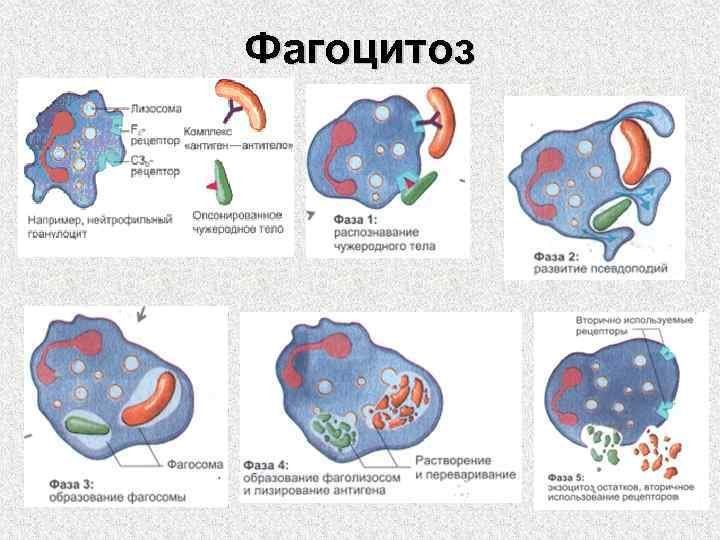 Фагоцитоз лейкоцитов схема